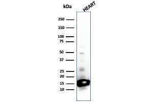 Western Blot Analysis of Heart tissue lysate using Cytochrome C Mouse Monoclonal Antibody (SPM389). (Cytochrome C antibody  (AA 1-80))