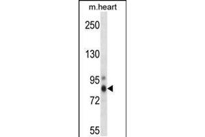 Western blot analysis in mouse heart tissue lysates (35ug/lane). (PKC eta antibody  (AA 314-341))
