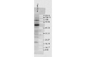 Western blot analysis of Mouse Pam212 cells showing detection of HSP70 protein using Rabbit Anti-HSP70 Polyclonal Antibody . (HSP70 antibody  (PE))