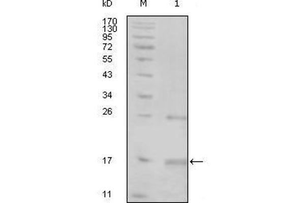 TNK1 antibody  (AA 451-560)
