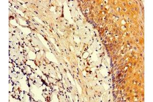 Immunohistochemistry of paraffin-embedded human tonsil tissue using ABIN7164047 at dilution of 1:100 (Oct-2 antibody  (AA 277-389))