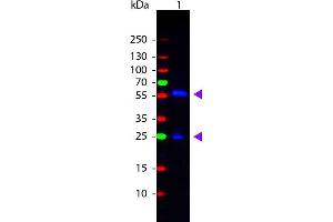 Western Blot of Rabbit anti-Biotin Fluorescein Conjugated Antibody. (Biotin antibody  (FITC))