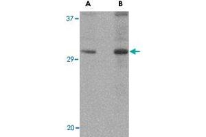 Western blot analysis of DNAL1 in NIH/3T3 cell lysate with DNAL1 polyclonal antibody  at (A) 1 and (B) 2 ug/mL .