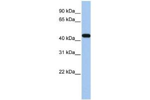 WB Suggested Anti-GATA3 Antibody Titration: 0. (GATA3 antibody  (N-Term))
