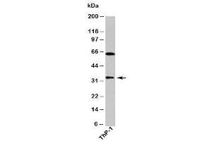 Western blot testing of human samples with DUSP13 antibody at 1ug/ml.