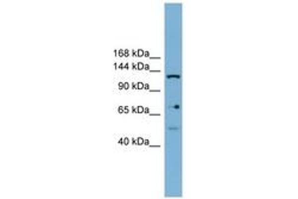 Valyl-tRNA Synthetase 2, Mitochondrial (VARS2) (AA 899-948) 抗体