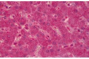 Anti-PTPN12 antibody IHC staining of human liver.