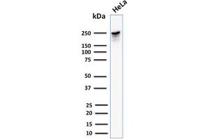 Western Blot Analysis of human HeLa cell lysate using Spectrin beta III Mouse Monoclonal Antibody (SPTBN2/1582). (Spectrin, Beta, Non-erythrocytic 2 (SPTBN2) (AA 356-475) antibody)