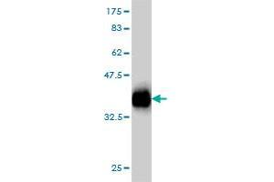 Western Blot detection against Immunogen (36. (PMEPA1 antibody  (AA 181-280))