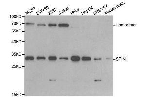 Western blot analysis of extracts of various cell lines, using SPIN1 antibody. (Spindlin 1 antibody  (AA 1-262))