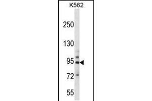 Western blot analysis in K562 cell line lysates (35ug/lane). (PCDHB14 antibody  (N-Term))
