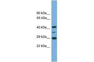 WB Suggested Anti-ENOPH1 Antibody Titration: 0. (MASA antibody  (Middle Region))