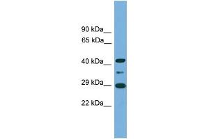 WB Suggested Anti-ENOPH1 Antibody Titration: 0.