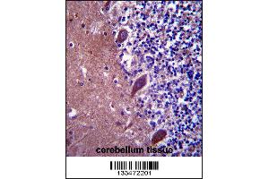 TTC13 Antibody immunohistochemistry analysis in formalin fixed and paraffin embedded human cerebellum tissue followed by peroxidase conjugation of the secondary antibody and DAB staining. (TTC13 antibody  (N-Term))