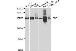 Western blot analysis of extracts of various cell lines, using DDB1 Antibody.