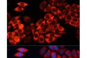 Immunofluorescence analysis of HeLa cells using EIF3B Polyclonal Antibody at dilution of 1:100 (40x lens). (EIF3B antibody)