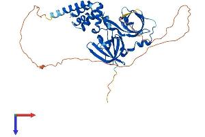 MNDA Protein (AA 1-407) (His tag)