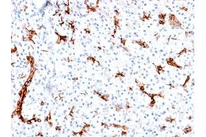 Formalin-fixed, paraffin-embedded human Pancreas stained with MUC6 Rabbit Recombinant Monoclonal Antibody (MUC6/1553R). (Recombinant MUC6 antibody)