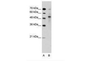 TRIM59 anticorps  (AA 251-300)