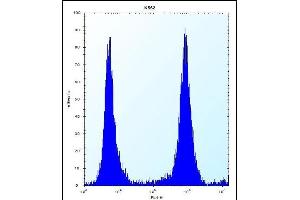 MCF2 Antibody (C-term) (ABIN656494 and ABIN2845771) flow cytometric analysis of K562 cells (right histogram) compared to a negative control cell (left histogram). (MCF2 antibody  (C-Term))