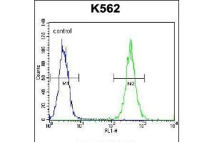 Flow cytometric analysis of K562 cells (right histogram) compared to a negative control cell (left histogram). (AGO2 antibody  (N-Term))