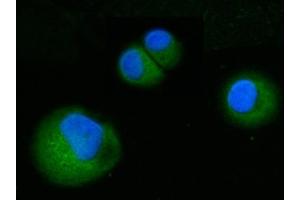 IF analysis of ABP1/AOC1 using anti-ABP1/AOC1 antibody (ABIN7600040). (DAO antibody  (AA 140-180))