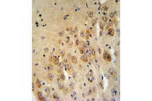 I2 Antibody (Center) (ABIN390477 and ABIN2840842) IHC analysis in formalin fixed and raffin embedded mouse brain tissue followed by peroxidase conjugation of the secondary antibody and DAB staining. (SERPINB2 antibody  (AA 116-144))