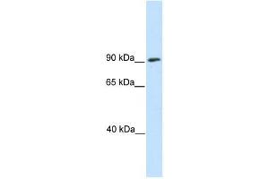 Western Blot showing SREBF1 antibody used at a concentration of 1-2 ug/ml to detect its target protein. (SREBF1 antibody  (N-Term))