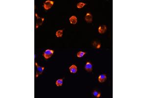 Immunofluorescence analysis of L929 cells using MFGE8 antibody (ABIN6128291, ABIN6143792, ABIN6143794 and ABIN6215931) at dilution of 1:100. (MFGE8 antibody  (AA 1-200))