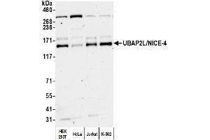 anti-Ubiquitin Associated Protein 2-Like (UBAP2L) (C-Term) antibody