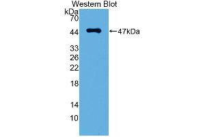 Detection of Recombinant PDPN, Mouse using Polyclonal Antibody to Podoplanin (PDPN) (Podoplanin antibody  (AA 23-138))