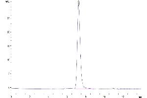 The purity of Biotinylated Human CD45/PTPRC is greater than 95 % as determined by SEC-HPLC. (CD45 Protein (AA 26-416) (His-Avi Tag,Biotin))