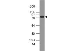 Image no. 1 for anti-Minichromosome Maintenance Complex Component 7 (MCM7) (AA 150-420) antibody (ABIN5027350) (MCM7 antibody  (AA 150-420))