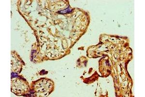 Immunohistochemistry of paraffin-embedded human placenta tissue using ABIN7154112 at dilution of 1:100 (GSTM4 antibody  (AA 1-218))