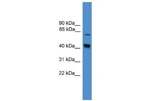 WB Suggested Anti-EIF2AK2 Antibody Titration:  0. (EIF2AK2 antibody  (Middle Region))