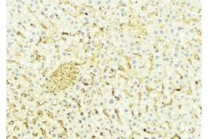 ABIN6274660 at 1/100 staining Mouse liver tissue by IHC-P. (CYP4X1 antibody)