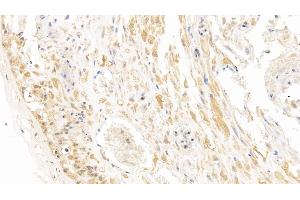 Detection of CA4 in Human Placenta Tissue using Monoclonal Antibody to Carbonic Anhydrase IV (CA4) (CA4 antibody  (AA 19-283))