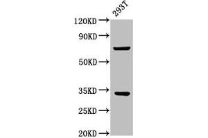 Western Blot Positive WB detected in: 293T whole cell lysate All lanes: SLC25A5 antibody at 3. (SLC25A5 antibody  (AA 144-175))
