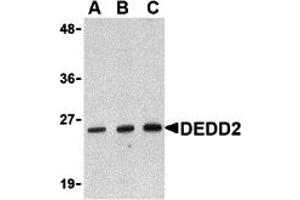 Western Blotting (WB) image for anti-Death Effector Domain Containing 2 (DEDD2) (N-Term) antibody (ABIN1031349) (DEDD2 antibody  (N-Term))