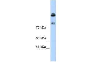 HDLBP antibody used at 0. (HDLBP antibody)