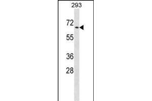 PTPN5 Antibody (N-term) (ABIN1538812 and ABIN2848688) western blot analysis in 293 cell line lysates (35 μg/lane). (PTPN5 antibody  (N-Term))