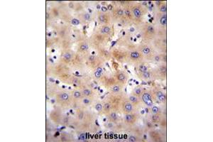 FBXO47 Antibody immunohistochemistry analysis in formalin fixed and paraffin embedded human liver tissue followed by peroxidase conjugation of the secondary antibody and DAB staining. (FBXO47 antibody  (N-Term))