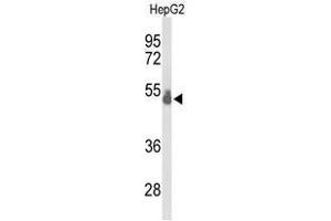 Western blot analysis of TBX1 Antibody (C-term) in HepG2 cell line lysates (35µg/lane). (T-Box 1 antibody  (C-Term))