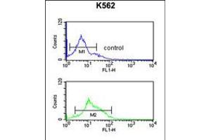 Flow cytometric analysis of K562 cells (bottom histogram) compared to a negative control cell (top histogram). (TJP1 antibody  (C-Term))