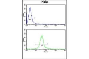 Flow cytometry analysis of Hela cells using DERL1 Antibody (C-term) Cat. (DERL1 antibody  (C-Term))