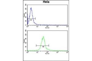 Flow cytometry analysis of Hela cells using DERL1 Antibody (C-term) Cat. (DERL1 antibody  (C-Term))