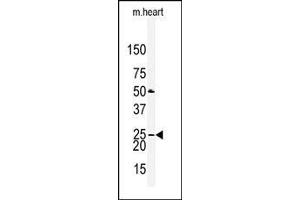 Western blot analysis of anti-CLDN2 Antibody (N-term) in mouse heart tissue lysates (35ug/lane). (Claudin 2 antibody  (N-Term))