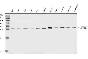 Western blot analysis of NDFIP1 using anti-NDFIP1 antibody (ABIN7599591).