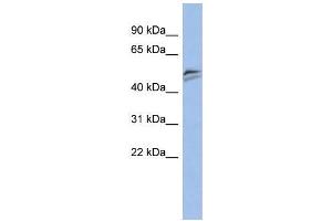 Human PANC1; WB Suggested Anti-SNAPC3 Antibody Titration: 0. (SNAPC3 antibody  (Middle Region))