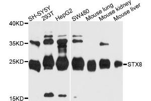 Western blot analysis of extracts of various cell lines, using STX8 antibody (ABIN4905338) at 1:1000 dilution. (STX8 antibody)